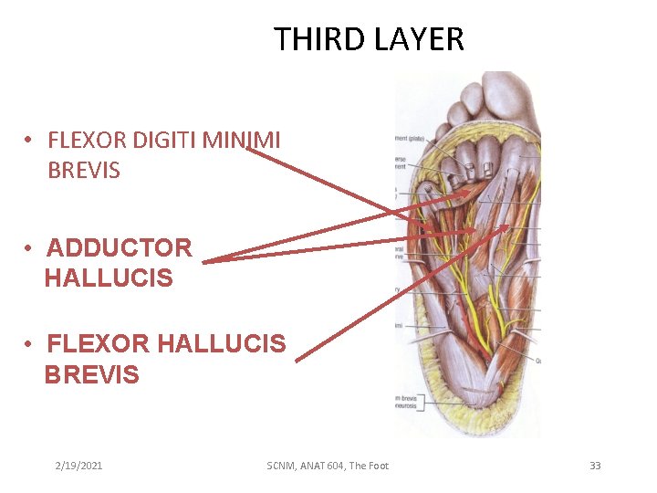 THIRD LAYER • FLEXOR DIGITI MINIMI BREVIS • ADDUCTOR HALLUCIS • FLEXOR HALLUCIS BREVIS