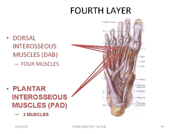 FOURTH LAYER • DORSAL INTEROSSEOUS MUSCLES (DAB) – FOUR MUSCLES • PLANTAR INTEROSSEOUS MUSCLES