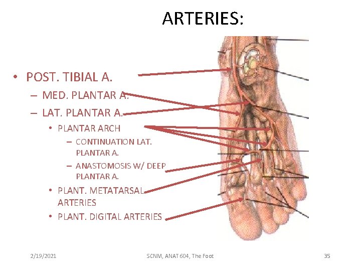 ARTERIES: • POST. TIBIAL A. – MED. PLANTAR A. – LAT. PLANTAR A. •
