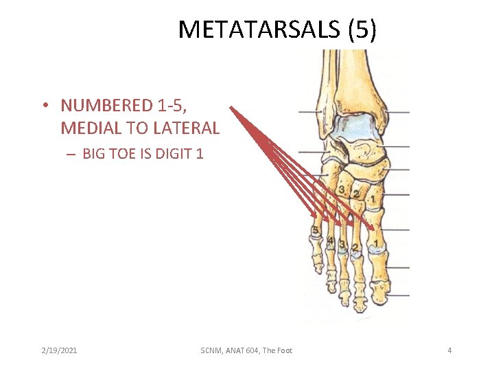 METATARSALS (5) • NUMBERED 1 -5, MEDIAL TO LATERAL – BIG TOE IS DIGIT