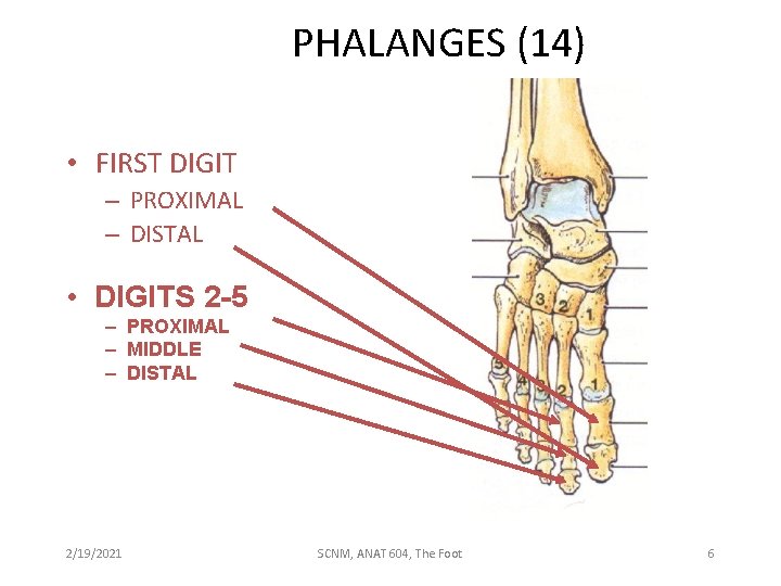 PHALANGES (14) • FIRST DIGIT – PROXIMAL – DISTAL • DIGITS 2 -5 –