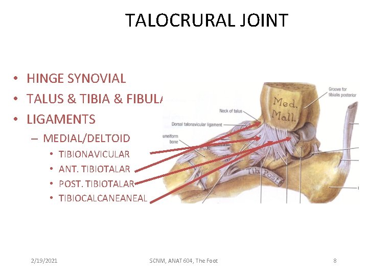 TALOCRURAL JOINT • HINGE SYNOVIAL • TALUS & TIBIA & FIBULA • LIGAMENTS –