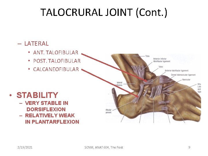 TALOCRURAL JOINT (Cont. ) – LATERAL • ANT. TALOFIBULAR • POST. TALOFIBULAR • CALCANEOFIBULAR