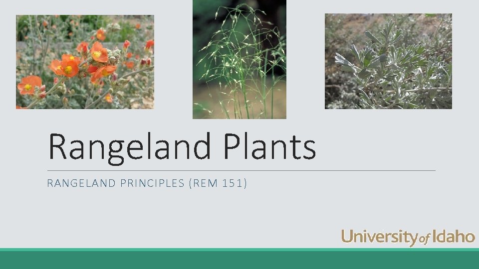 Rangeland Plants RANGELAND PRINCIPLES (REM 151) 