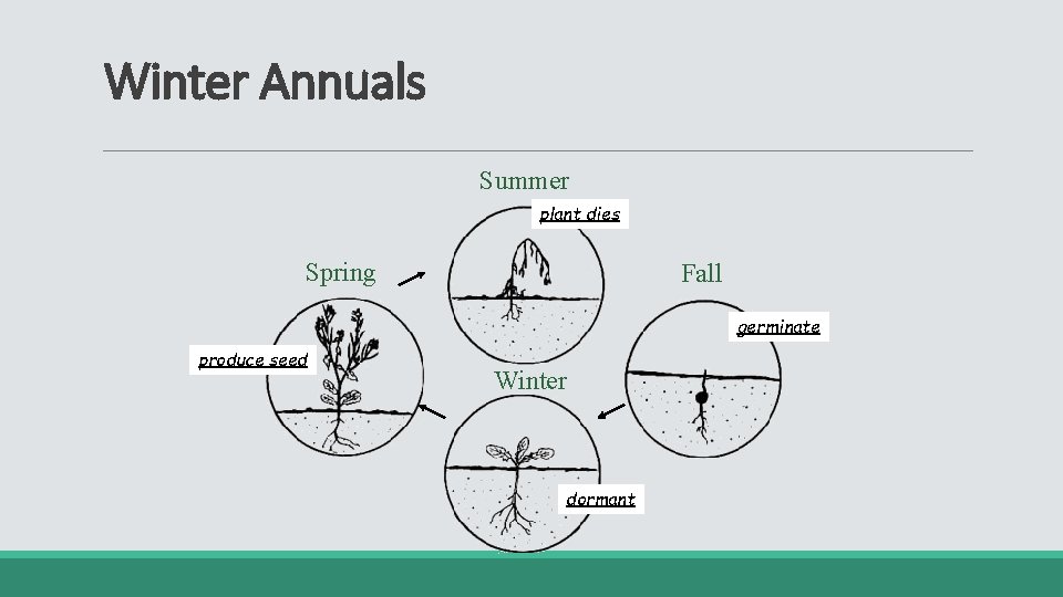 Winter Annuals Summer plant dies Spring Fall germinate produce seed Winter dormant 