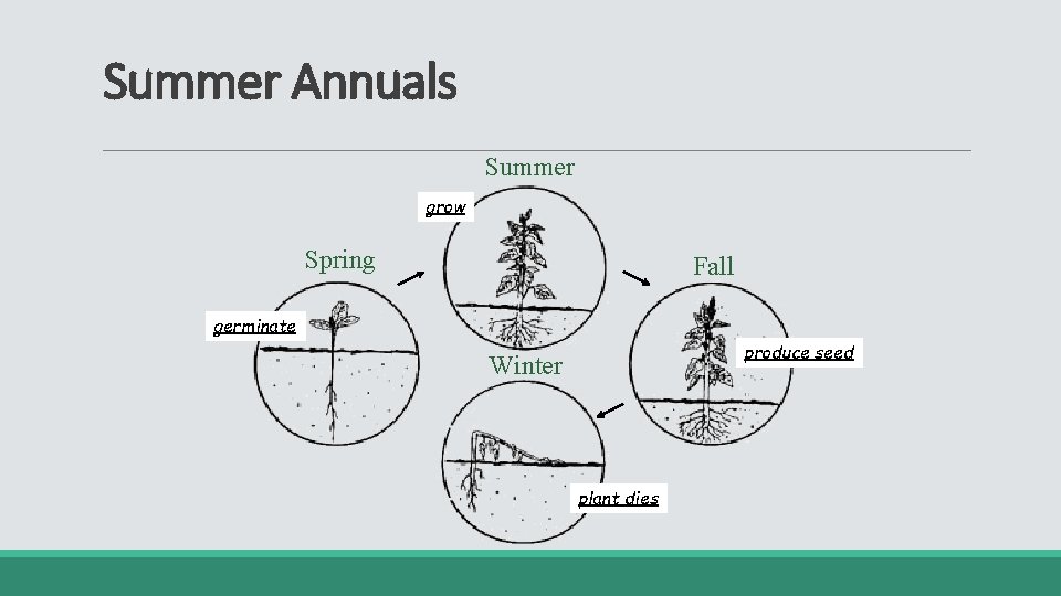 Summer Annuals Summer grow Spring Fall germinate produce seed Winter plant dies 
