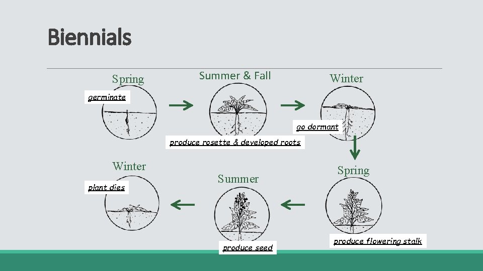 Biennials Spring Summer & Fall Winter germinate go dormant produce rosette & developed roots