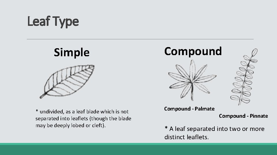 Leaf Type Simple * undivided, as a leaf blade which is not separated into