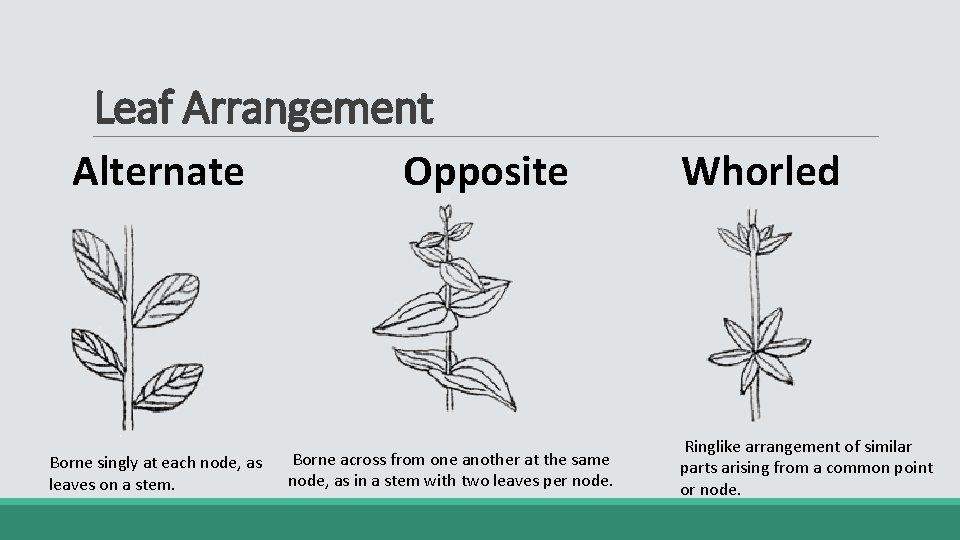 Leaf Arrangement Alternate Borne singly at each node, as leaves on a stem. Opposite