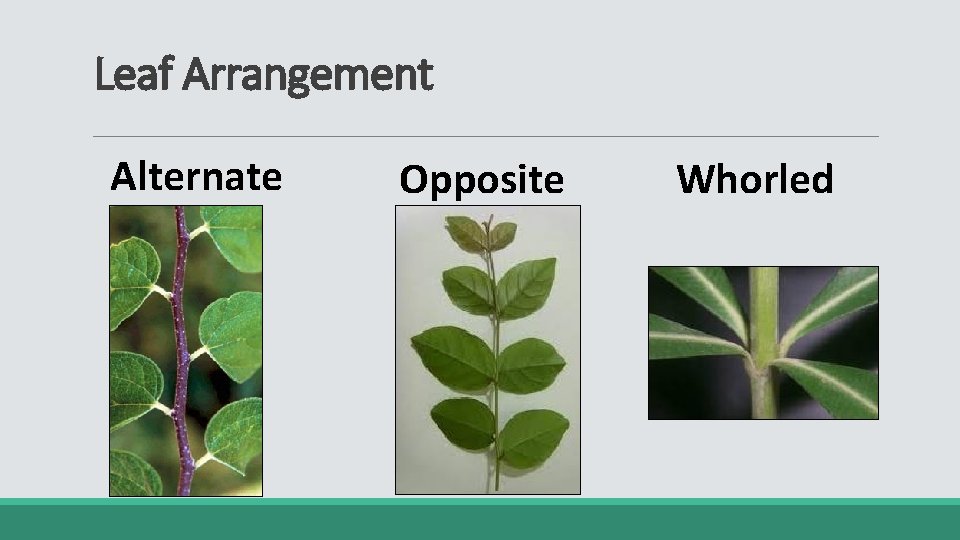 Leaf Arrangement Alternate Opposite Whorled 