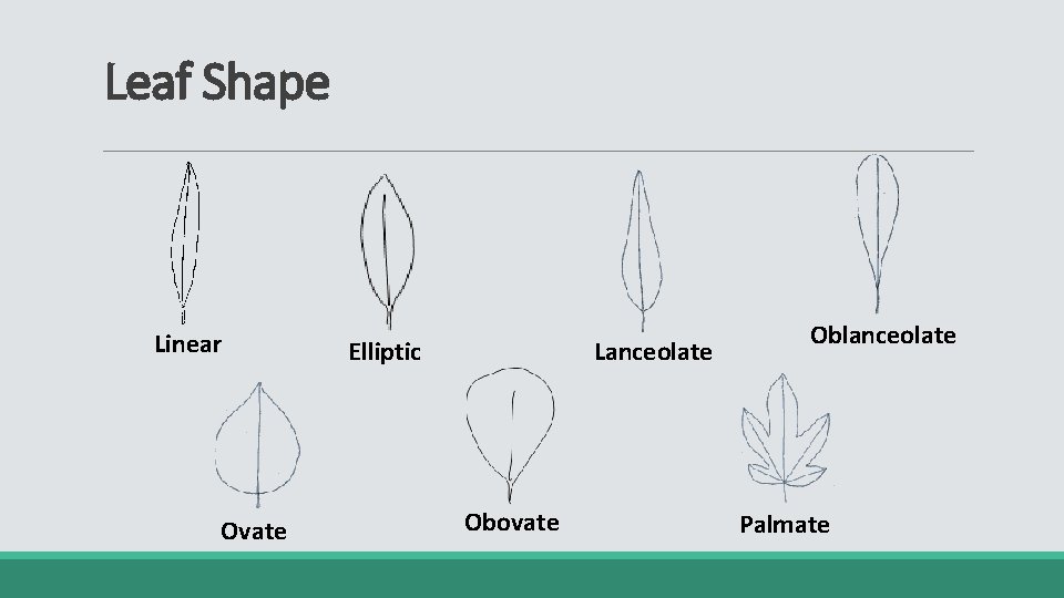 Leaf Shape Linear Ovate Elliptic Lanceolate Obovate Oblanceolate Palmate 