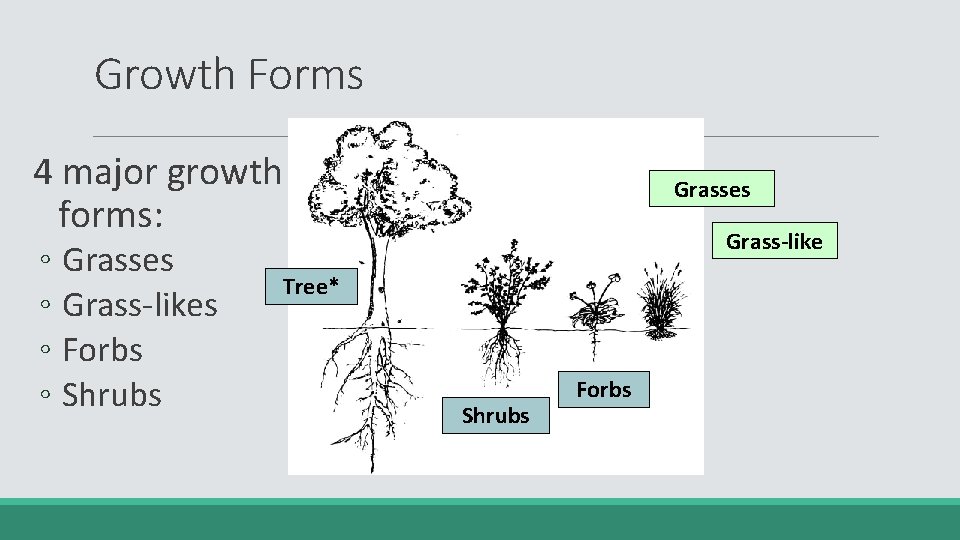 Growth Forms 4 major growth forms: ◦ Grasses ◦ Grass-likes ◦ Forbs ◦ Shrubs