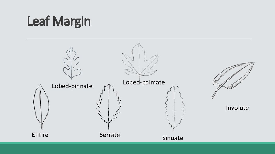Leaf Margin Lobed-palmate Lobed-pinnate Involute Entire Serrate Sinuate 