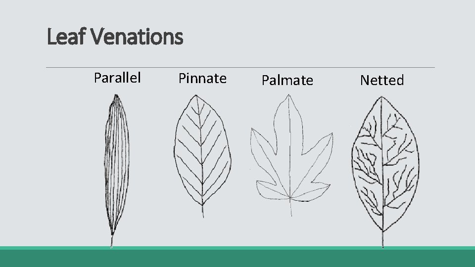 Leaf Venations Parallel Pinnate Palmate Netted 