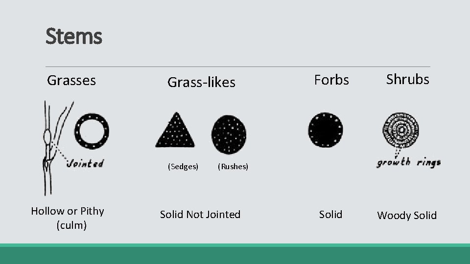 Stems Grasses Grass-likes (Sedges) Hollow or Pithy (culm) Forbs Shrubs Solid Woody Solid (Rushes)