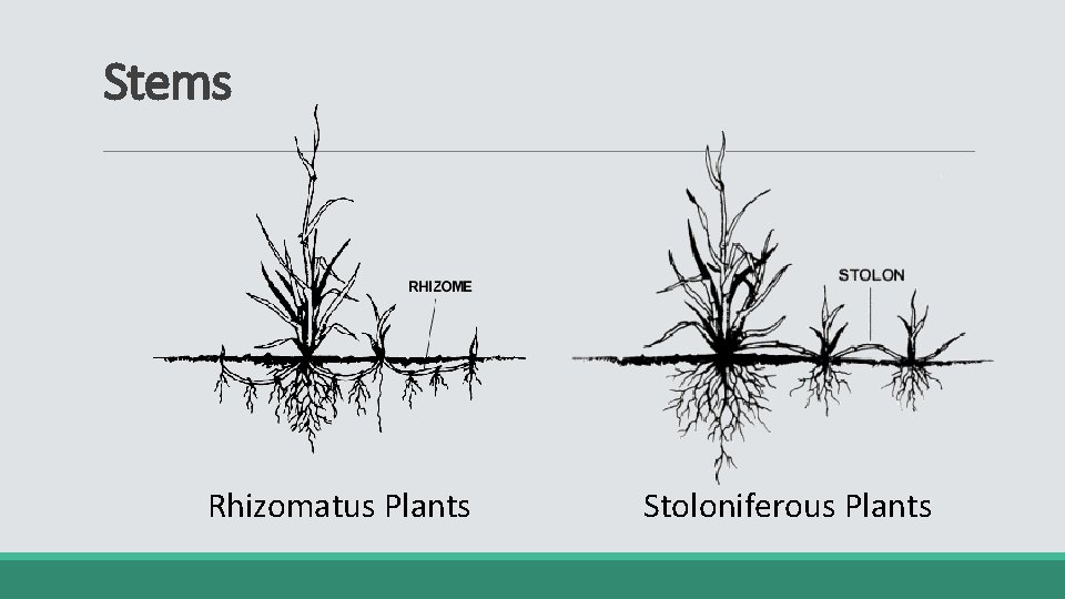 Stems Rhizomatus Plants Stoloniferous Plants 
