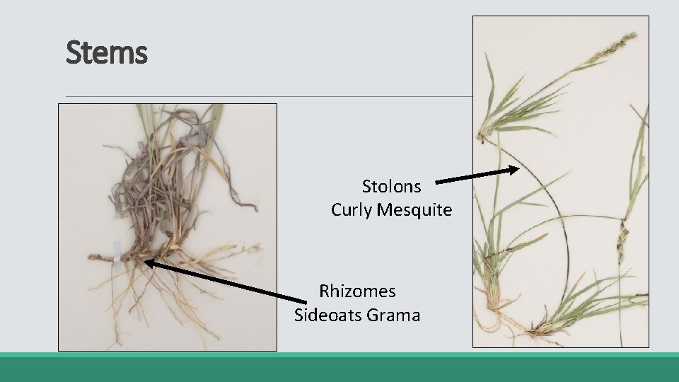 Stems Stolons Curly Mesquite Rhizomes Sideoats Grama 