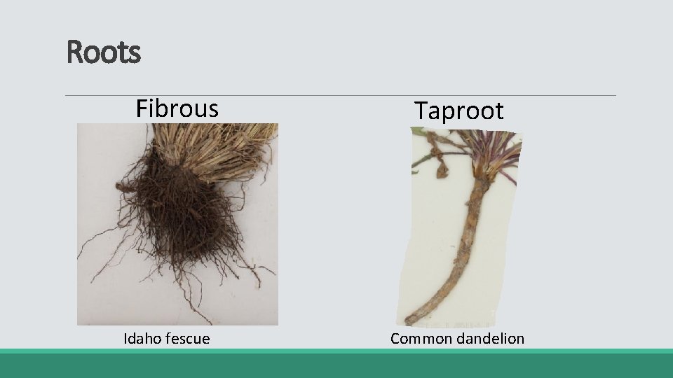Roots Fibrous Idaho fescue Taproot Common dandelion 