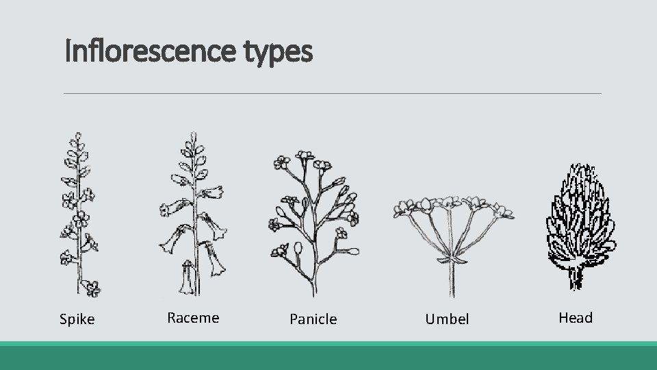 Inflorescence types Spike Raceme Panicle Umbel Head 