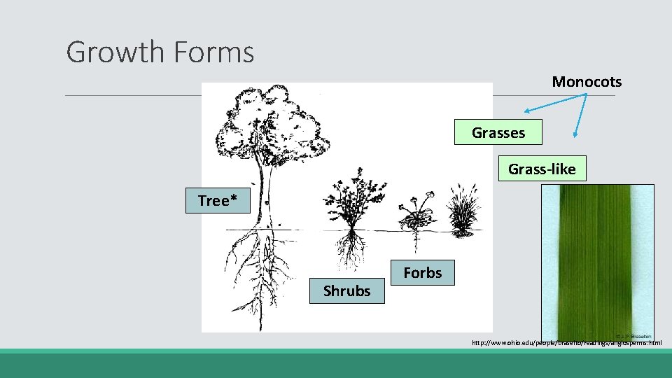 Growth Forms Monocots Grasses Grass-like Tree* Shrubs Forbs http: //www. ohio. edu/people/braselto/readings/angiosperms. html 