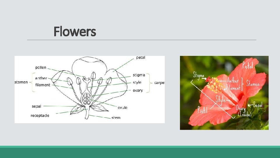 Flowers 