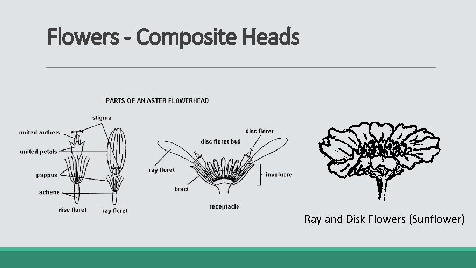 Flowers - Composite Heads Ray and Disk Flowers (Sunflower) 