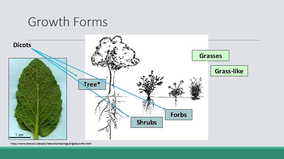 Growth Forms Dicots Grasses Grass-like Tree* Shrubs http: //www. ohio. edu/people/braselto/readings/angiosperms. html Forbs 