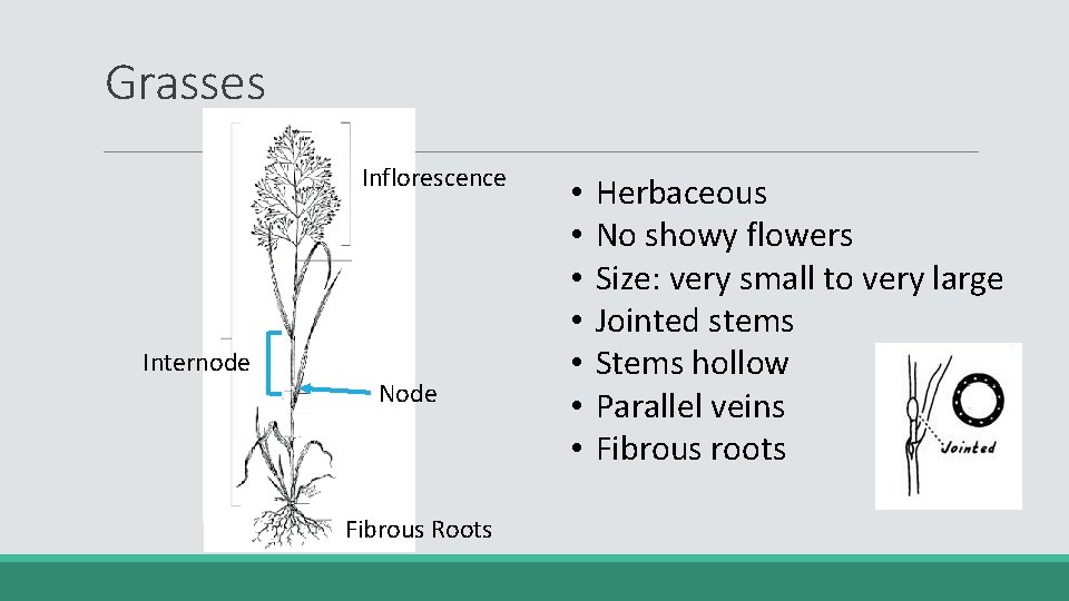 Grasses Inflorescence Internode Node Fibrous Roots • • Herbaceous No showy flowers Size: very