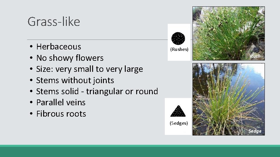 Grass-like • • Herbaceous No showy flowers Size: very small to very large Stems
