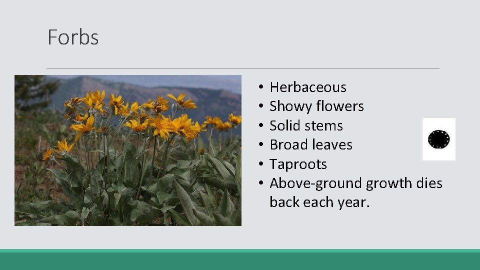 Forbs • • • Herbaceous Showy flowers Solid stems Broad leaves Taproots Above-ground growth