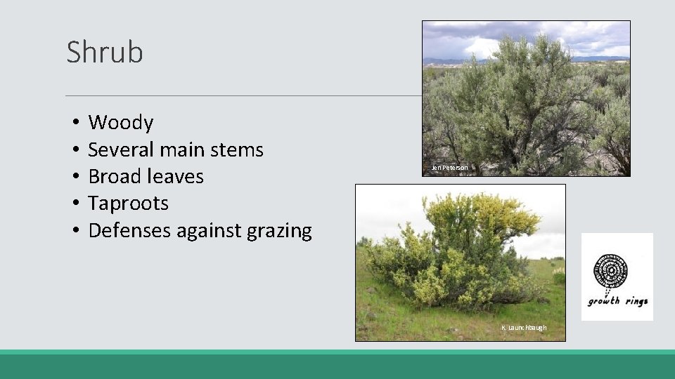 Shrub • • • Woody Several main stems Broad leaves Taproots Defenses against grazing
