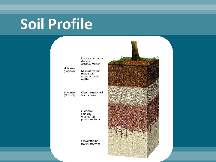 Soil Profile Soil Profile
