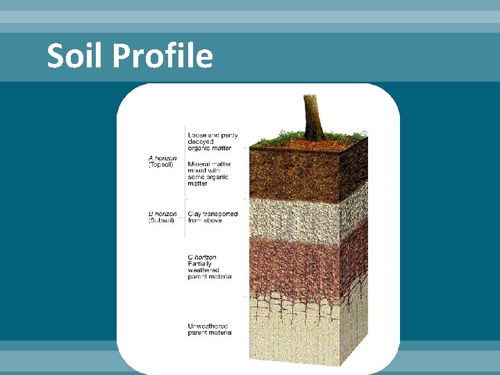 Soil Profile 