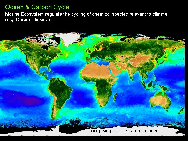 Ocean & Carbon Cycle Marine Ecosystem regulate the cycling of chemical species relevant to Ocean & Carbon Cycle Marine Ecosystem regulate the cycling of chemical species relevant to