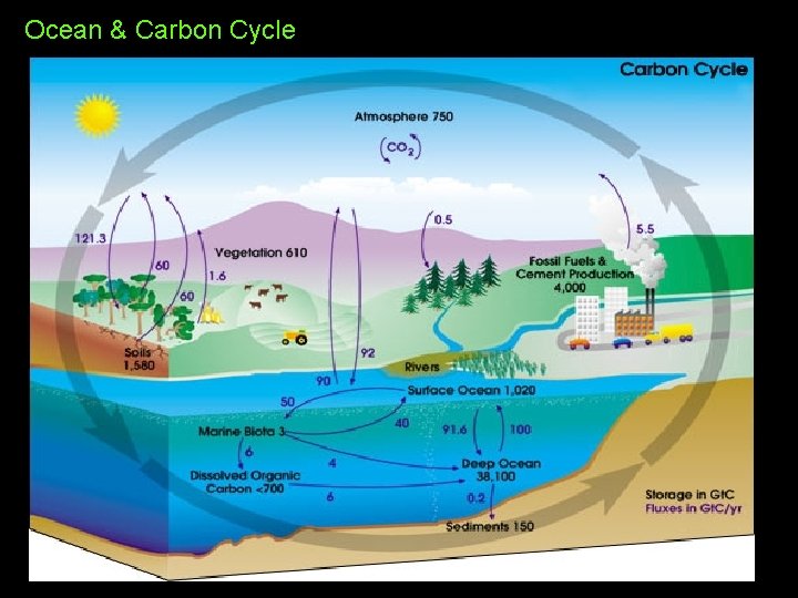 Ocean & Carbon Cycle Ocean & Carbon Cycle