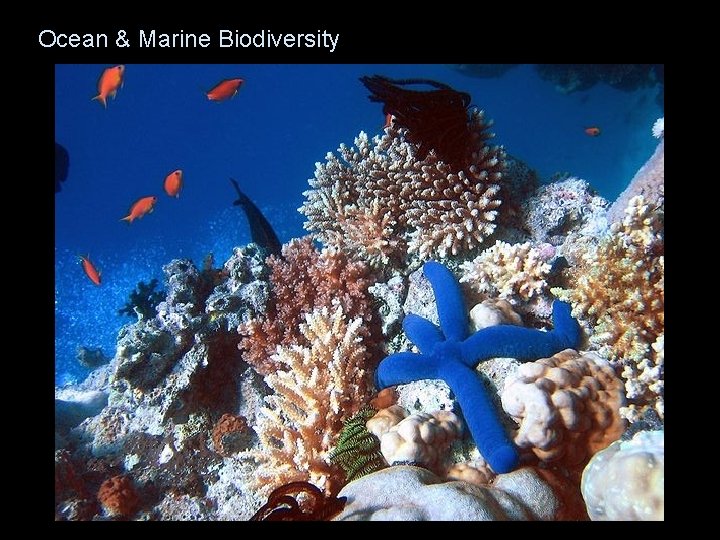 Ocean & Marine Biodiversity Ocean & Marine Biodiversity
