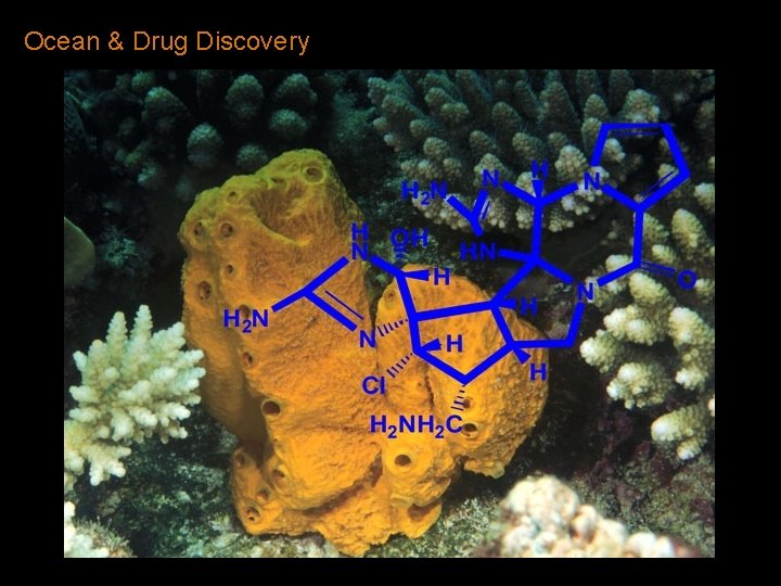 Ocean & Drug Discovery Ocean & Drug Discovery