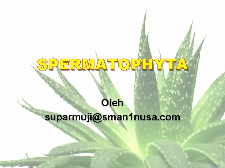 SPERMATOPHYTA Oleh suparmuji@sman 1 nusa. com 