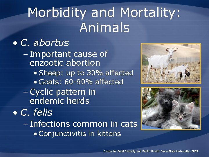 Morbidity and Mortality: Animals • C. abortus – Important cause of enzootic abortion •