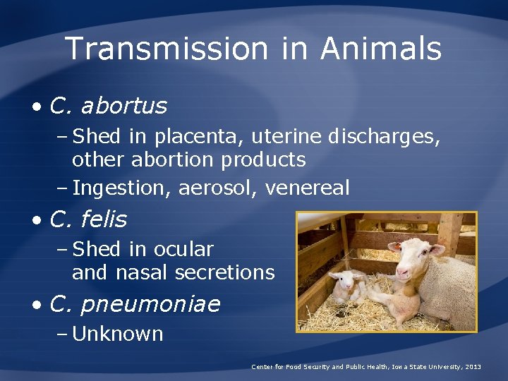 Transmission in Animals • C. abortus – Shed in placenta, uterine discharges, other abortion Transmission in Animals • C. abortus – Shed in placenta, uterine discharges, other abortion