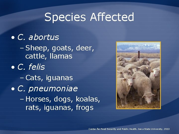 Species Affected • C. abortus – Sheep, goats, deer, cattle, llamas • C. felis