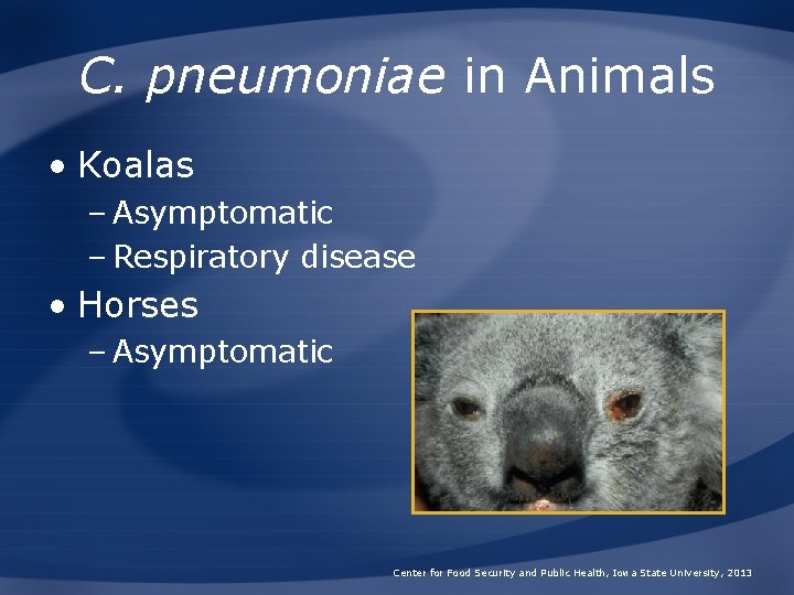 C. pneumoniae in Animals • Koalas – Asymptomatic – Respiratory disease • Horses –
