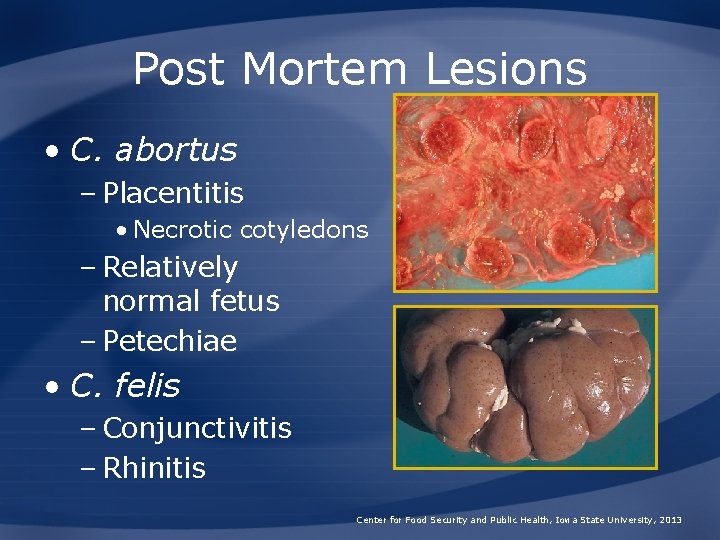 Post Mortem Lesions • C. abortus – Placentitis • Necrotic cotyledons – Relatively normal