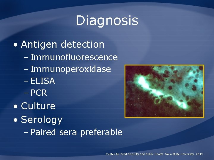 Diagnosis • Antigen detection – Immunofluorescence – Immunoperoxidase – ELISA – PCR • Culture