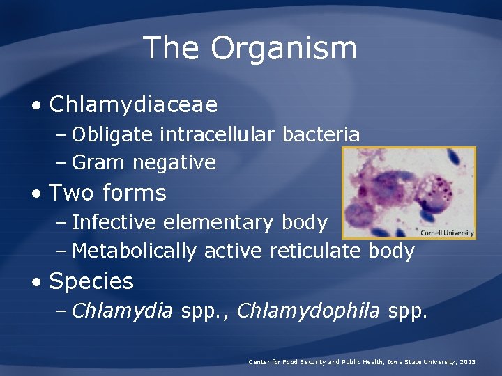 The Organism • Chlamydiaceae – Obligate intracellular bacteria – Gram negative • Two forms