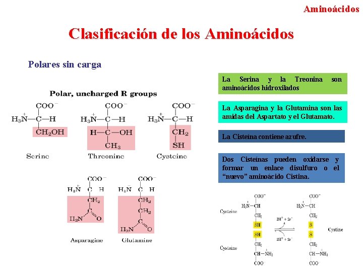 Aminoácidos Clasificación de los Aminoácidos Polares sin carga La Serina y la Treonina aminoácidos