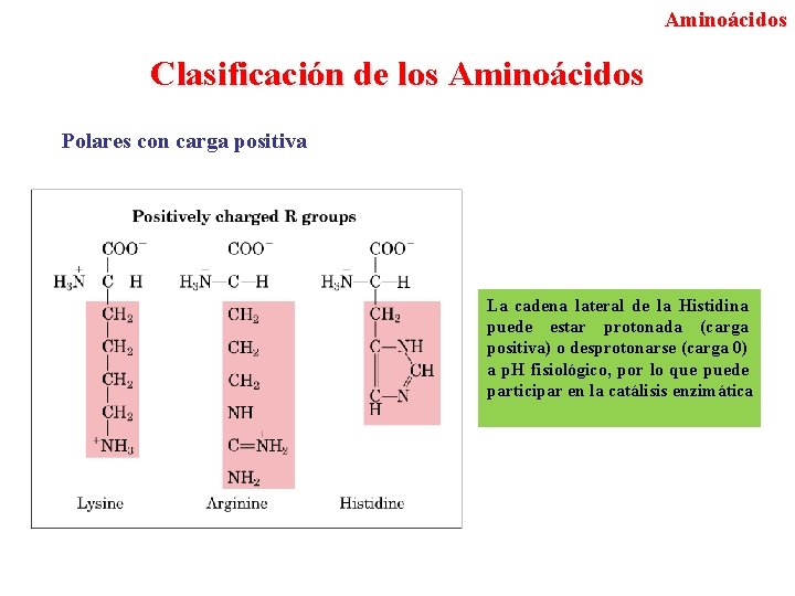 Aminoácidos Clasificación de los Aminoácidos Polares con carga positiva La cadena lateral de la