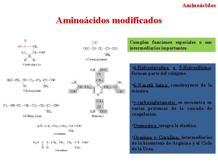 Aminoácidos modificados Cumplen funciones especiales o son intermediarios importantes. • 4 -Hidroxiprolina e 5