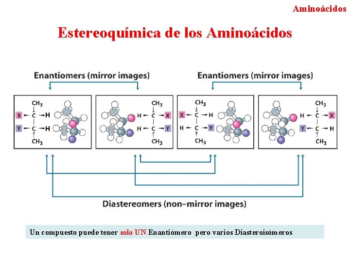 Aminoácidos Estereoquímica de los Aminoácidos H H Un compuesto puede tener solo UN Enantiómero