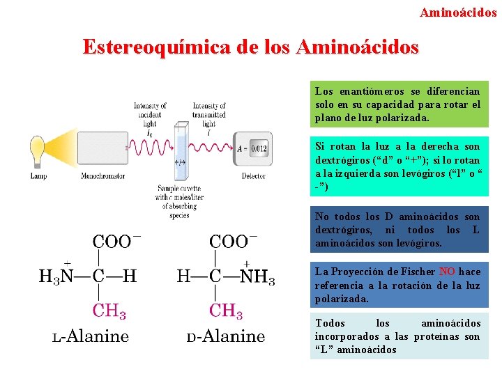 Aminoácidos Estereoquímica de los Aminoácidos Los enantiómeros se diferencian solo en su capacidad para